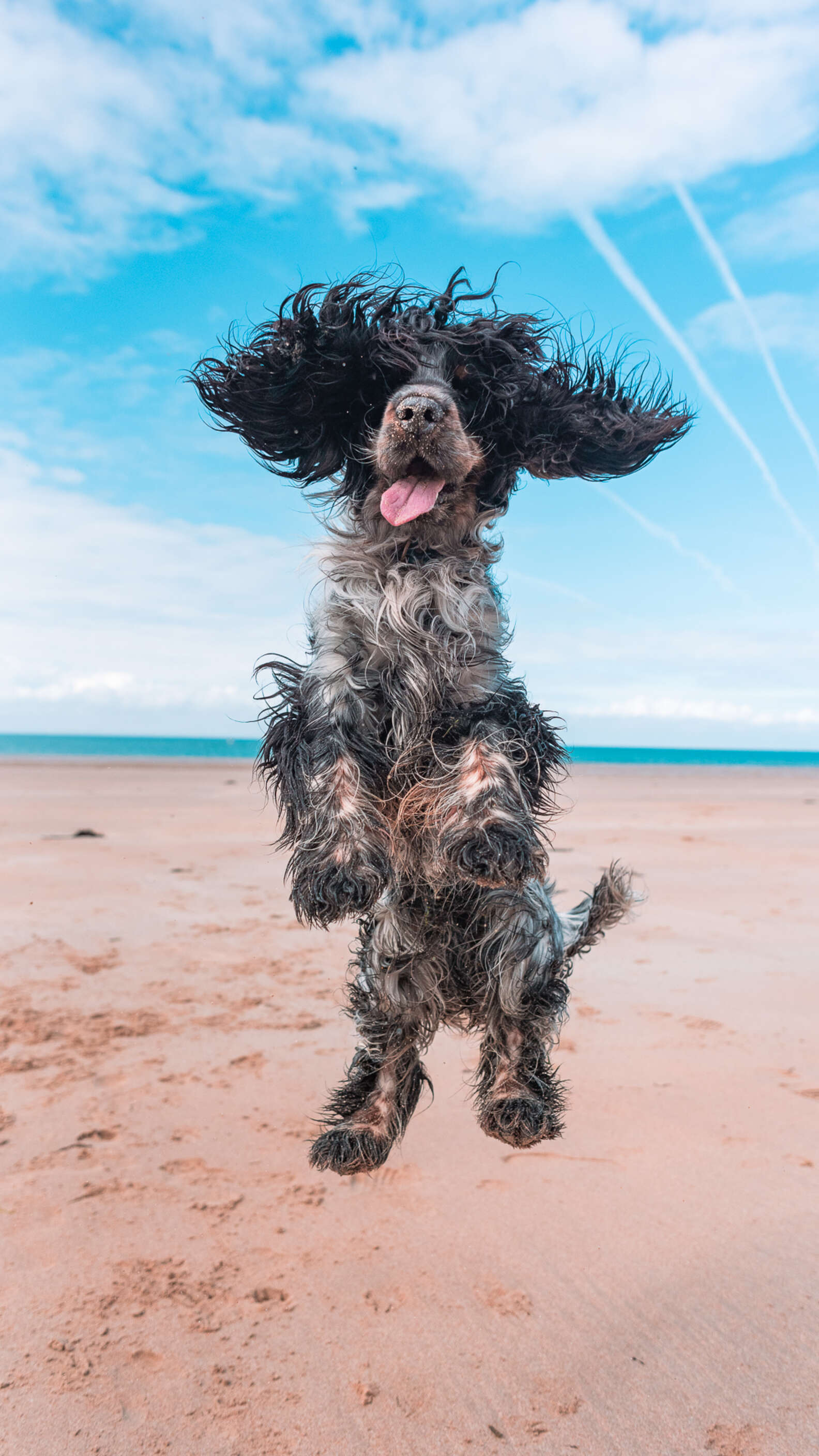 Happy Beach-loving Dog