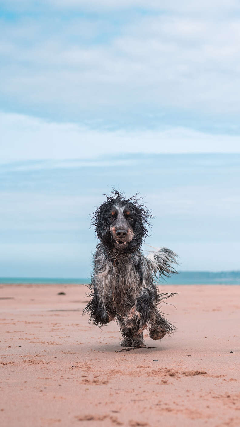 beach dog