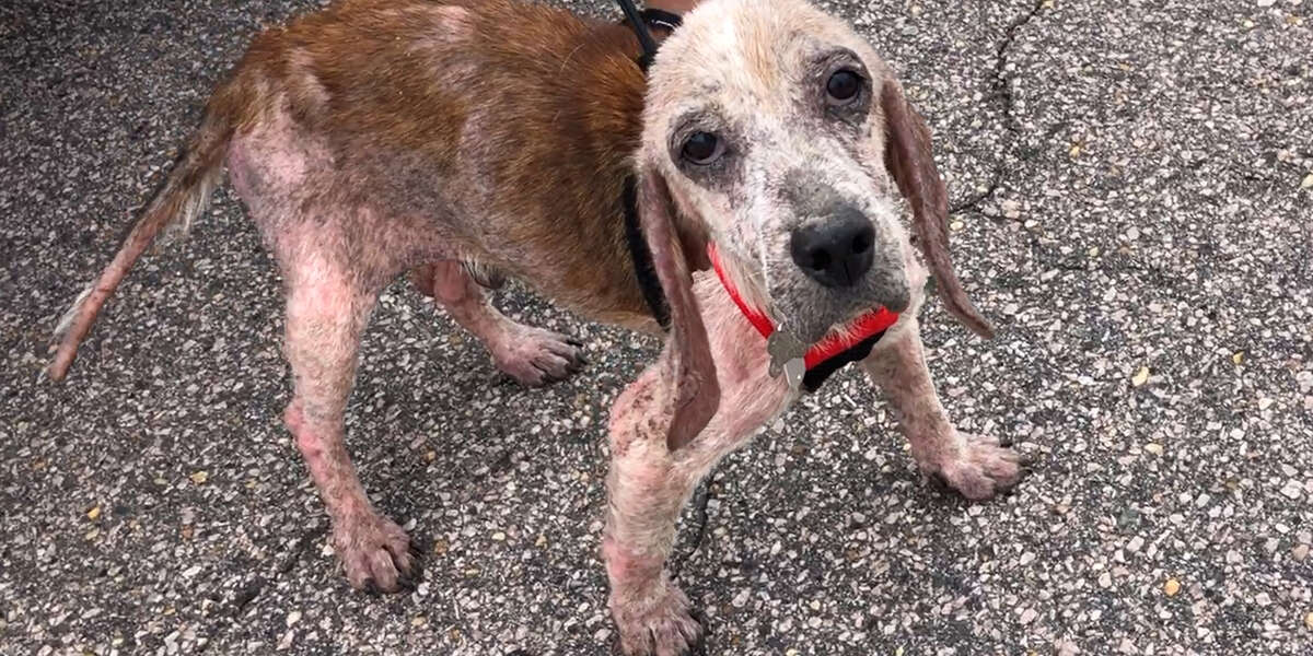 Sick Beagle Has The Energy Of A Puppy Again Thanks To His Foster Mom ...