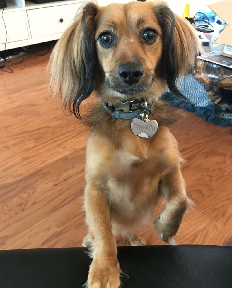 Dog steals mom's armchair