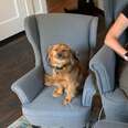 Dog Won't Stop Smiling After He Gets A Chair That Matches His Mom's