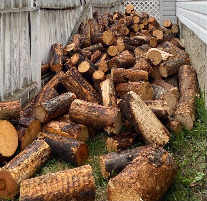 dog in log pile