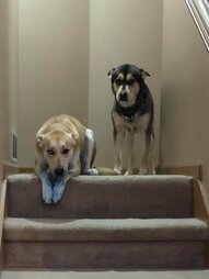 dog with ink on paws