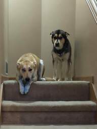 dog with ink on paws