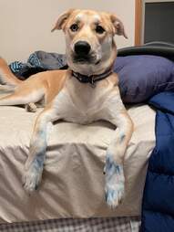 dog with ink on paws