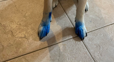 dog with ink on paws
