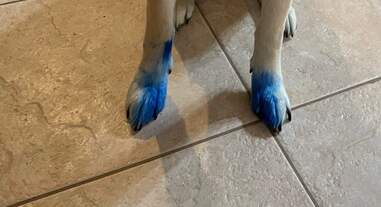 dog with ink on paws