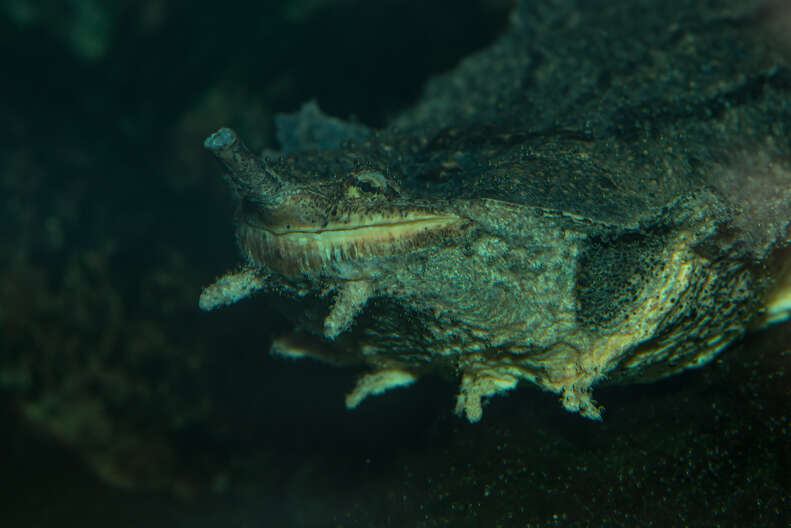 matamata