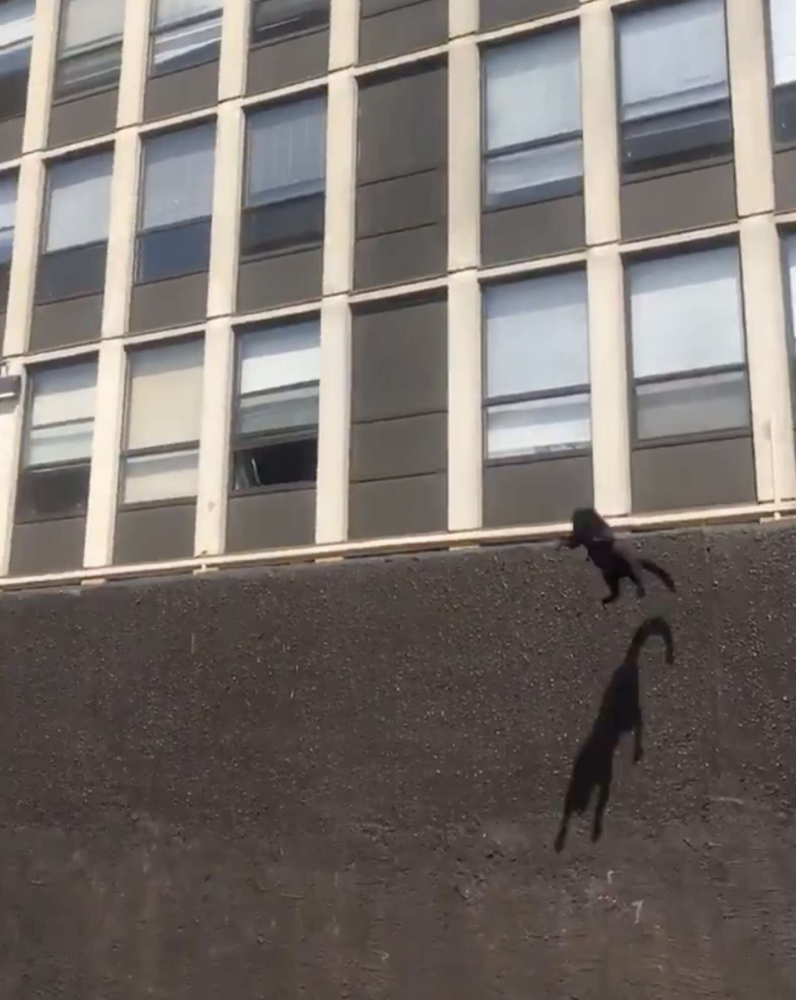 Cat Saves Himself From Burning Building With A Daring Leap The Dodo