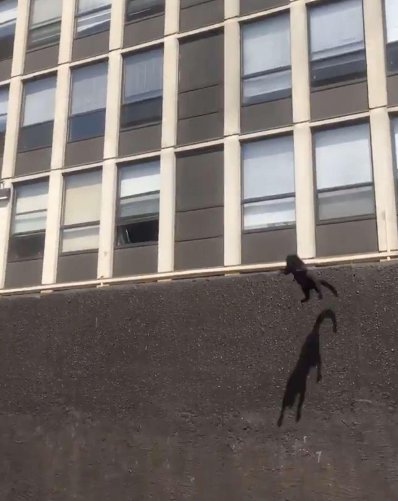 Brave Cat Saves Himself by Jumping from Burning Building