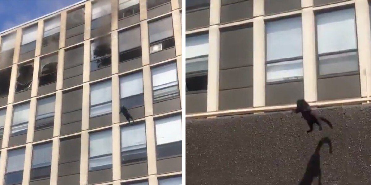 Cat Shocks Everyone By Making A Daring Leap From Burning Building