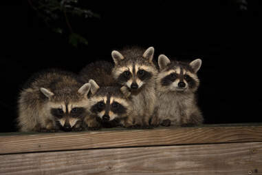 Baby raccoons at night