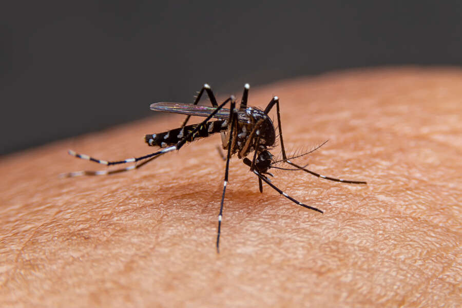 What Are The Worst Cities In The Usa For Mosquitoes List Reveals The