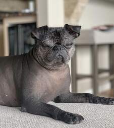 hairless pug