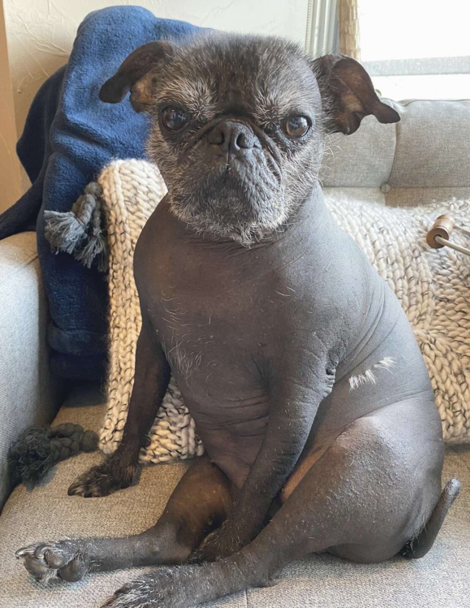 Non Inbread Pug This Hairless Pug Is Absolutely Perfect - The Dodo