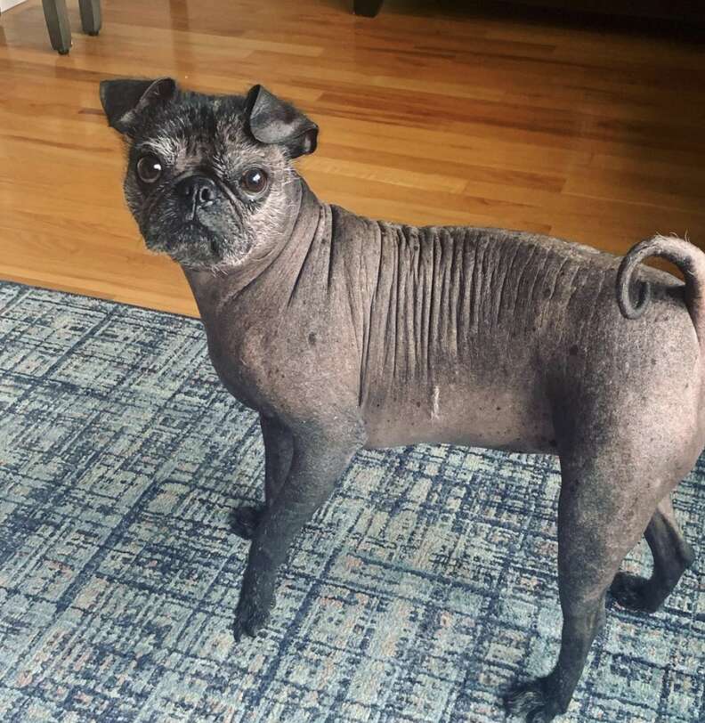 hairless pug