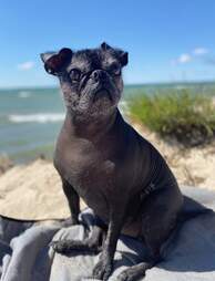 hairless pug