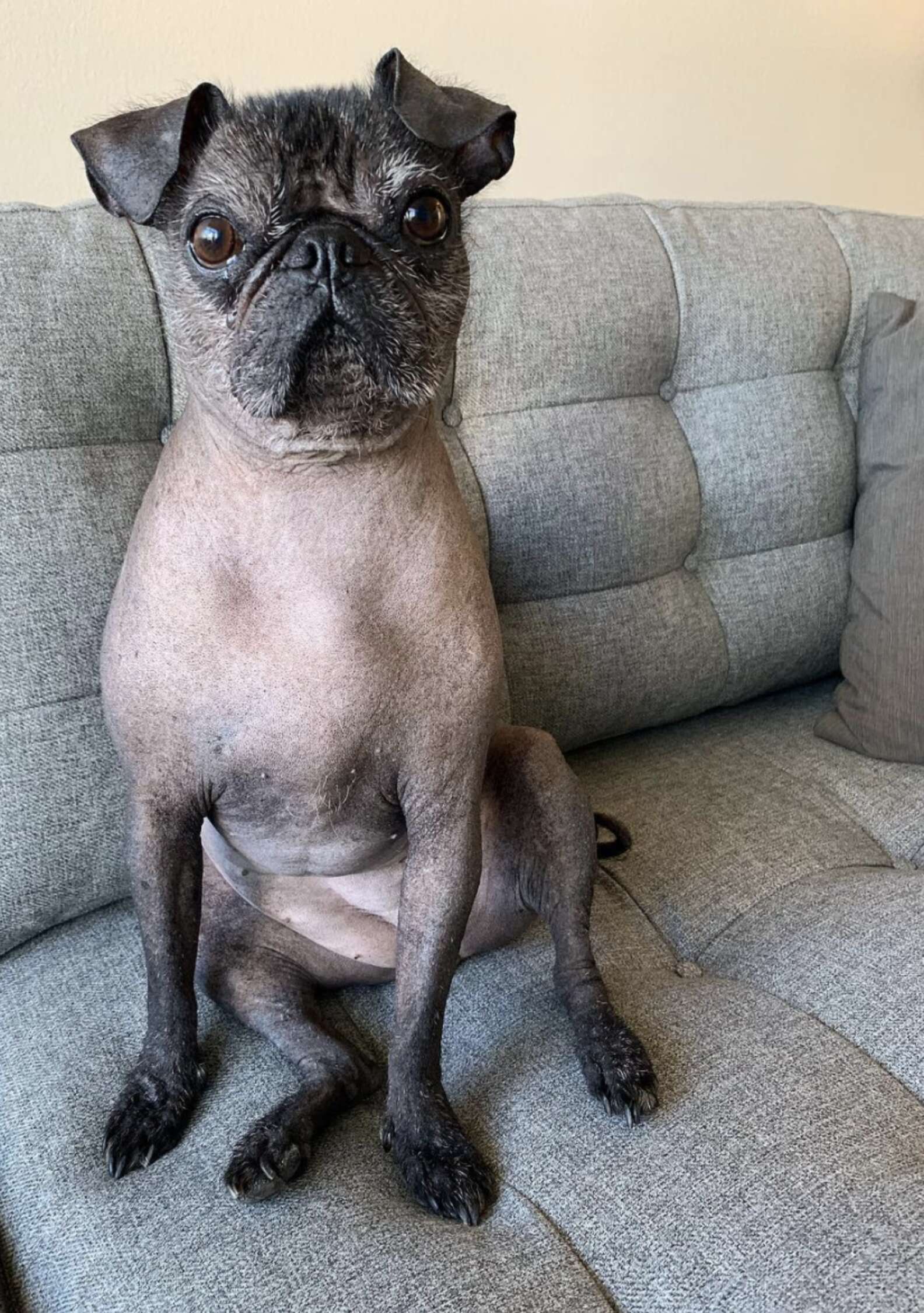 Non Inbread Pug This Hairless Pug Is Absolutely Perfect - The Dodo