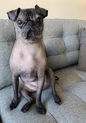 hairless pug