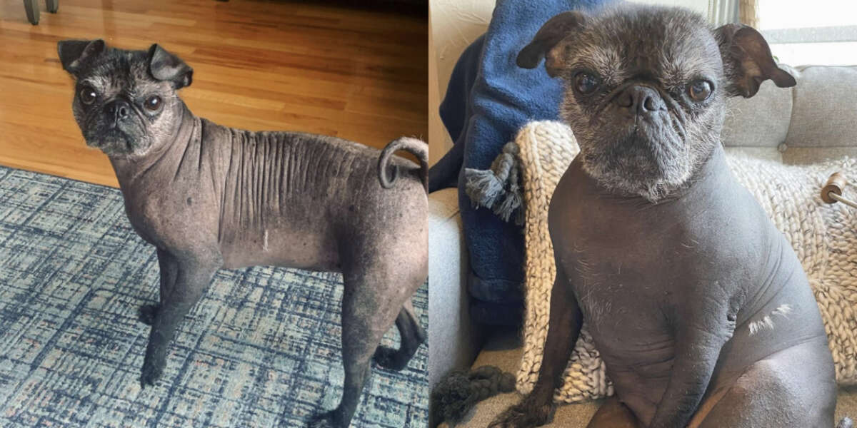 This Hairless Pug Is Absolutely Perfect - The Dodo