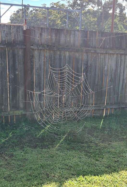 Woman finds giant spider web in backyard