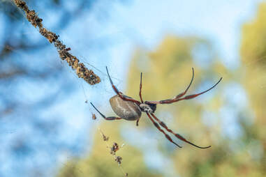 Golden orb weaver spider in Australia