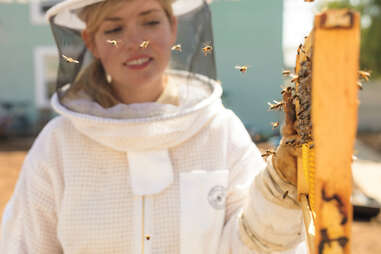 girl next door honey urban beekeeping