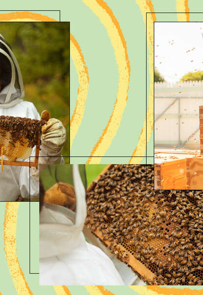 Why Do Honeycombs Look That Way?, Beekeeping Learning Center