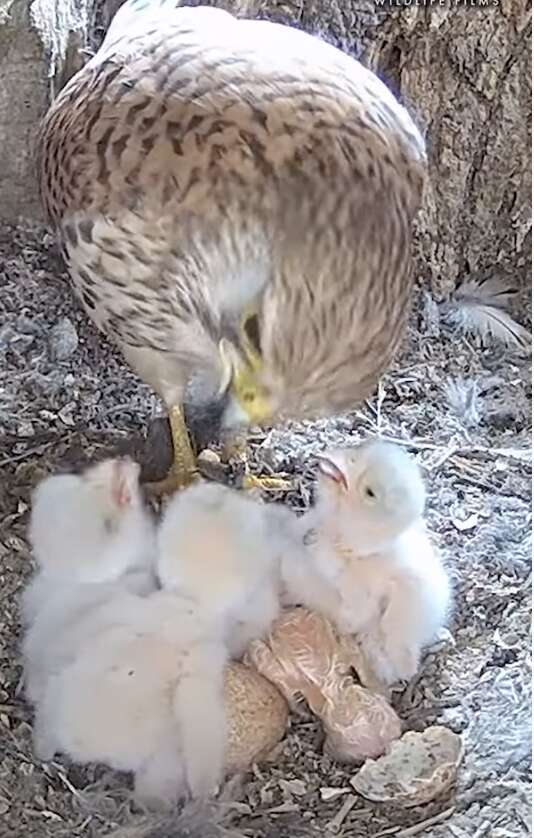 Kestrel mom feeds her 6 chicks