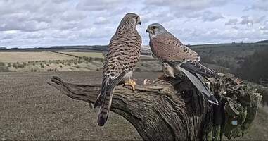 A pair of kestrels in the U.K.