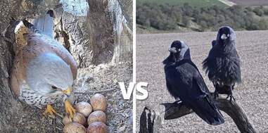 Kestrel fights off a jackdaw to protect her eggs