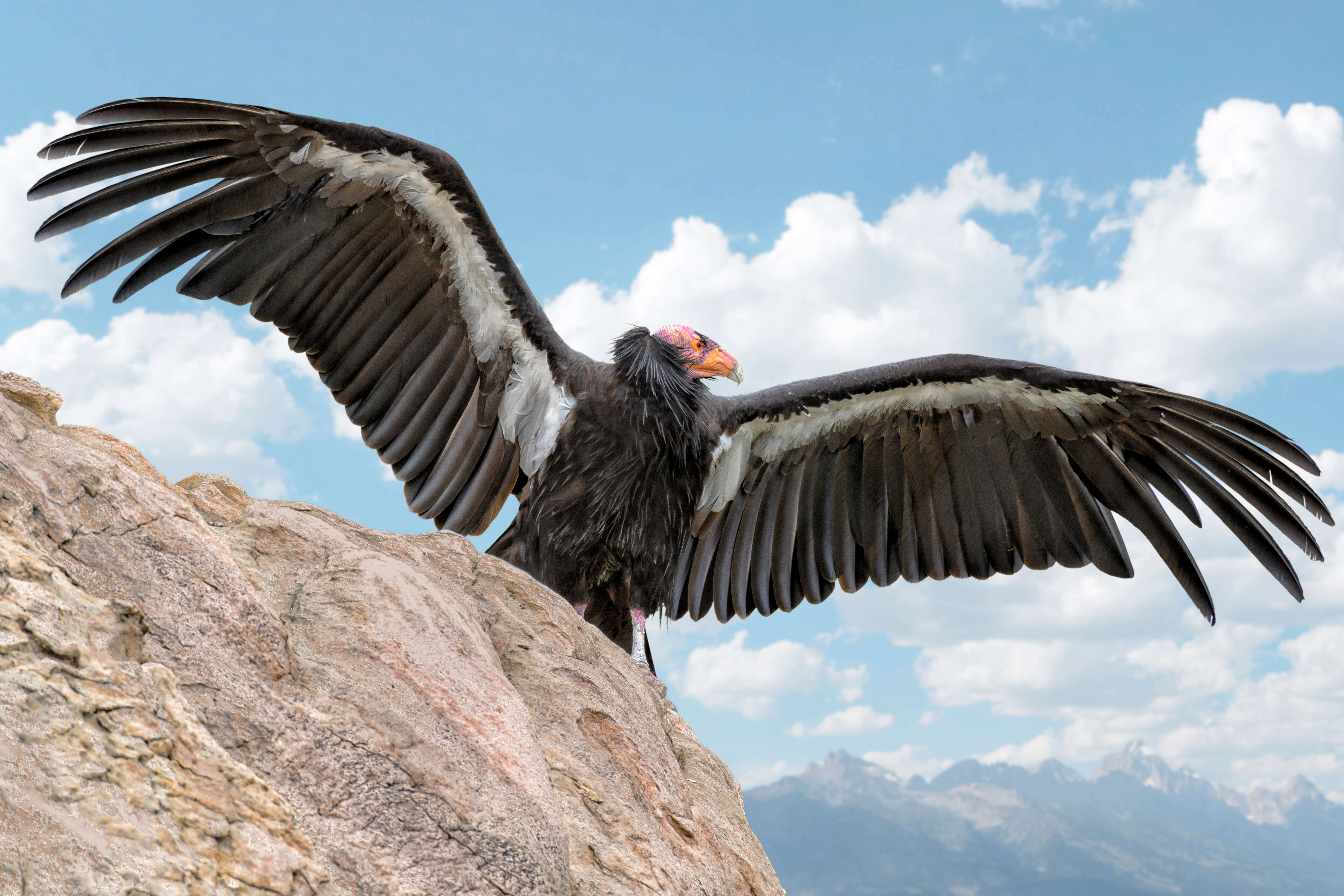 California condor showing off his wings
