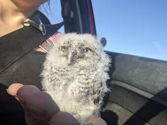 Owlet snuggles rescuer in car