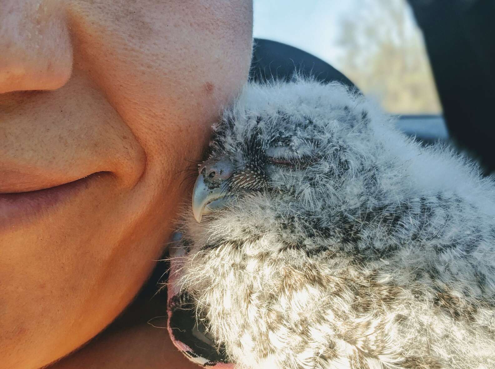 Adorable Owlet Snuggles into Rescuer's Cheek