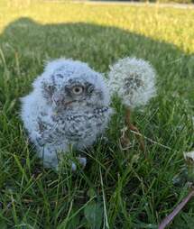 Woman rescues a baby owl who fell out of the nest