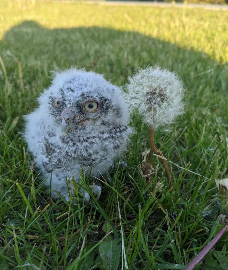 Woman rescues a baby owl who fell out of the nest