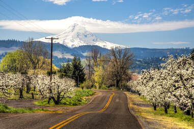 The orchards of Hood River
