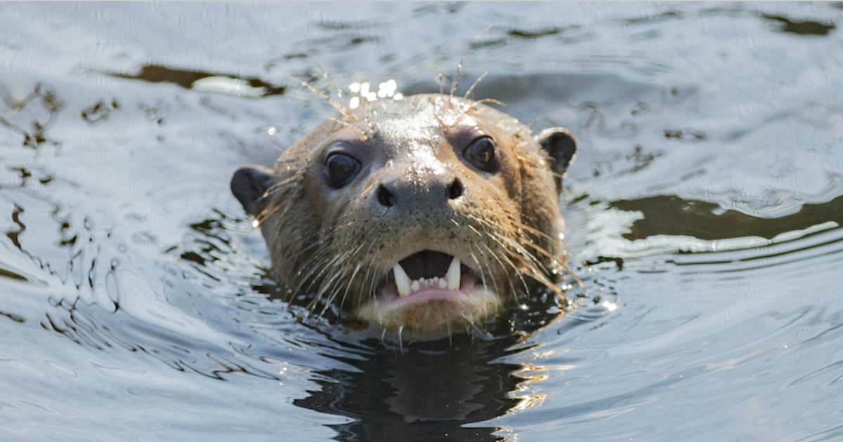 Giant Otter Resurfaces In Argentina After 40 Years Nowthis