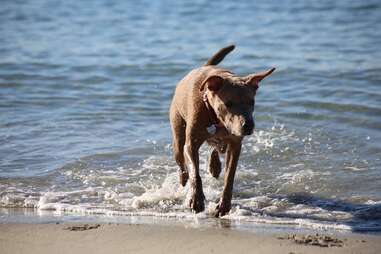 Rosie's Dog Beach