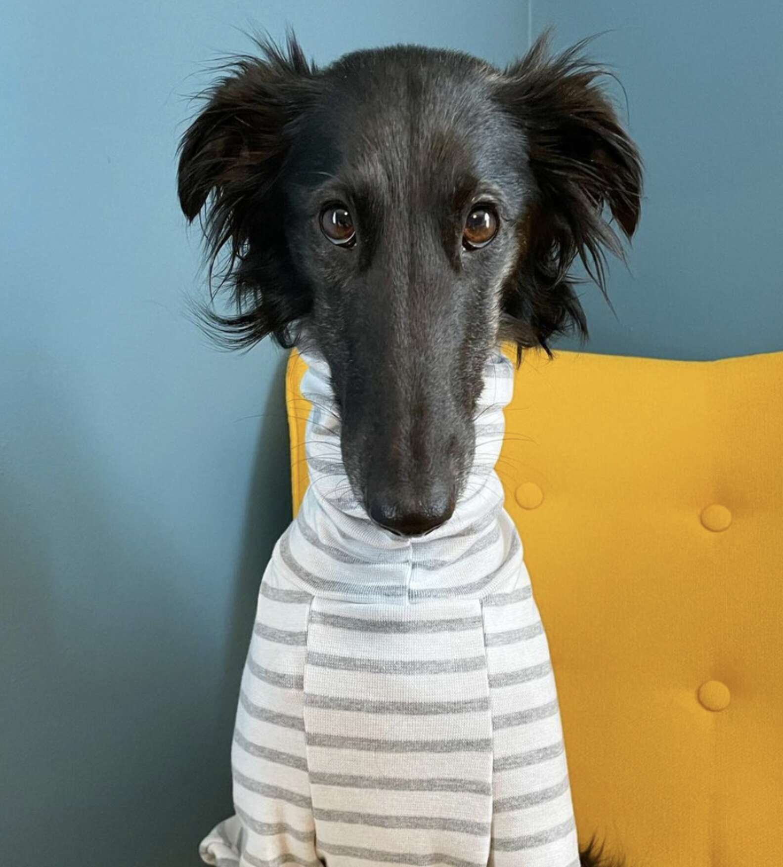 Long-Necked Dog Becomes Instagram Model for Turtlenecks