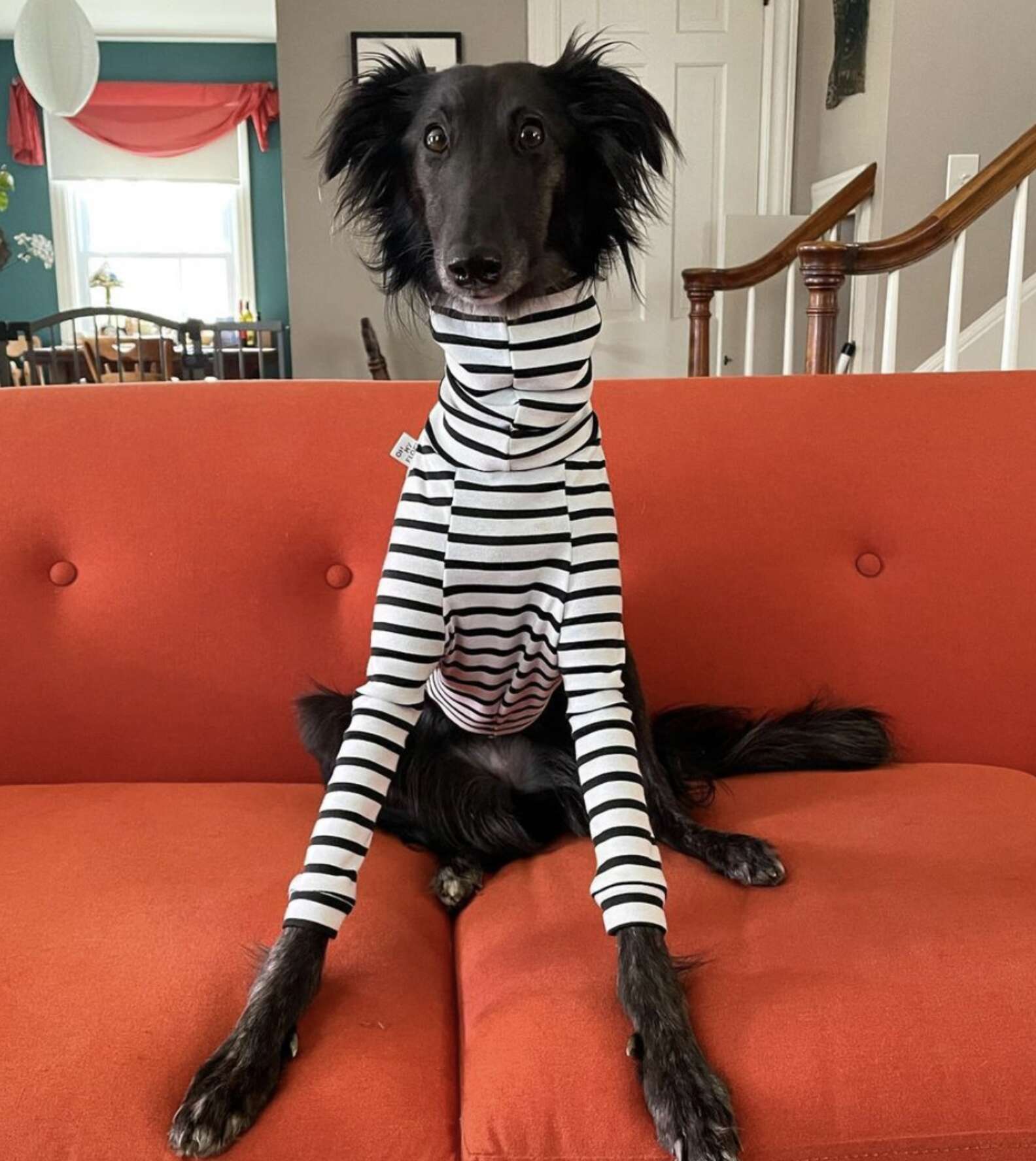 Long-Necked Dog Becomes Instagram Model for Turtlenecks