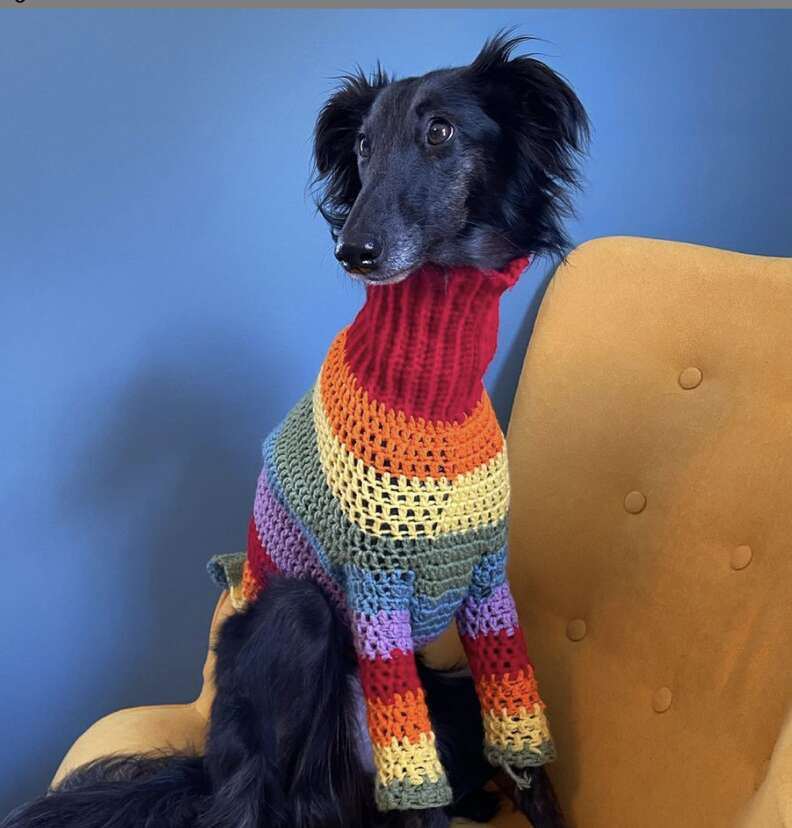 Dog 2025 in turtleneck