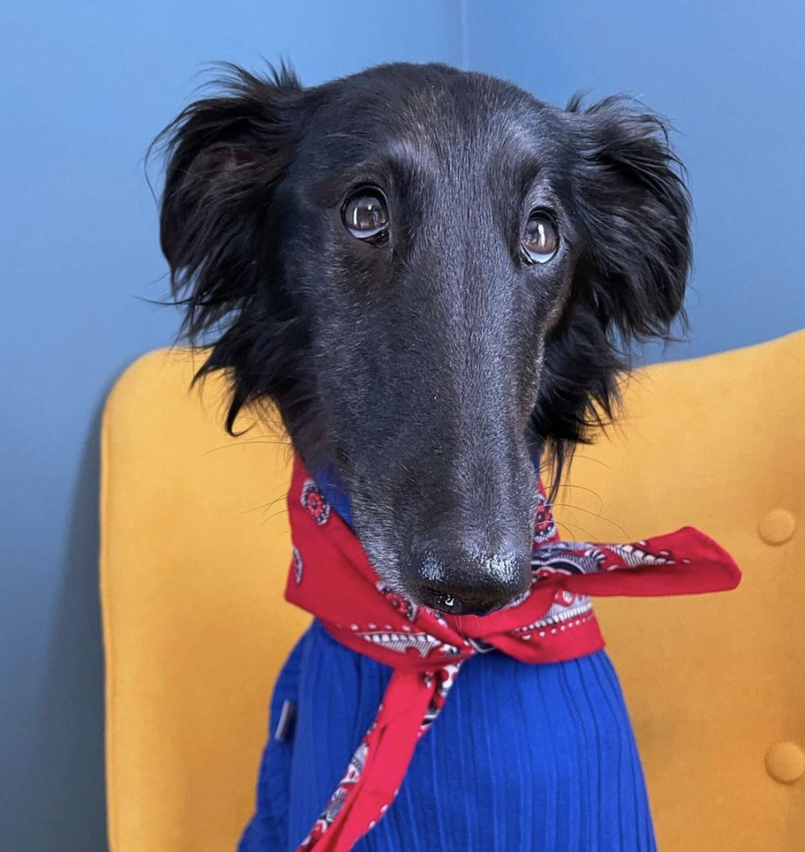 Long-Necked Dog Becomes Instagram Model for Turtlenecks