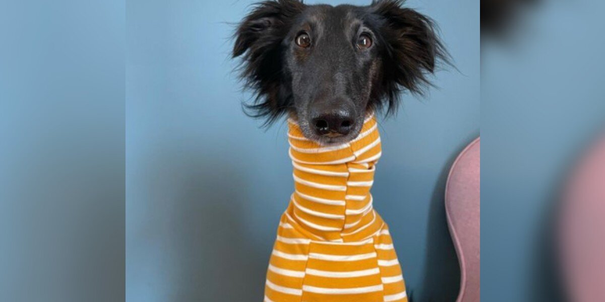 Dog With The Longest Neck Is Basically A Turtleneck Model The Dodo