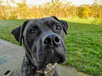 shelter dog