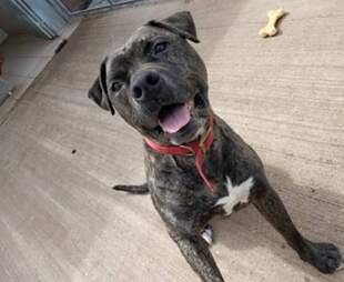 shelter dog