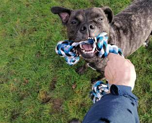 shelter dog