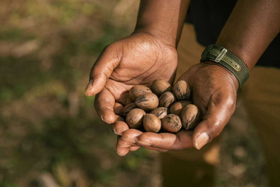 Georgia Pecans Represent How Far We Have To Go in Elevating Black Farmers - Vimarsana News