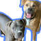 Hank and Tyson