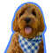 Auggie